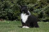 CHIEN NU CHINOIS 081